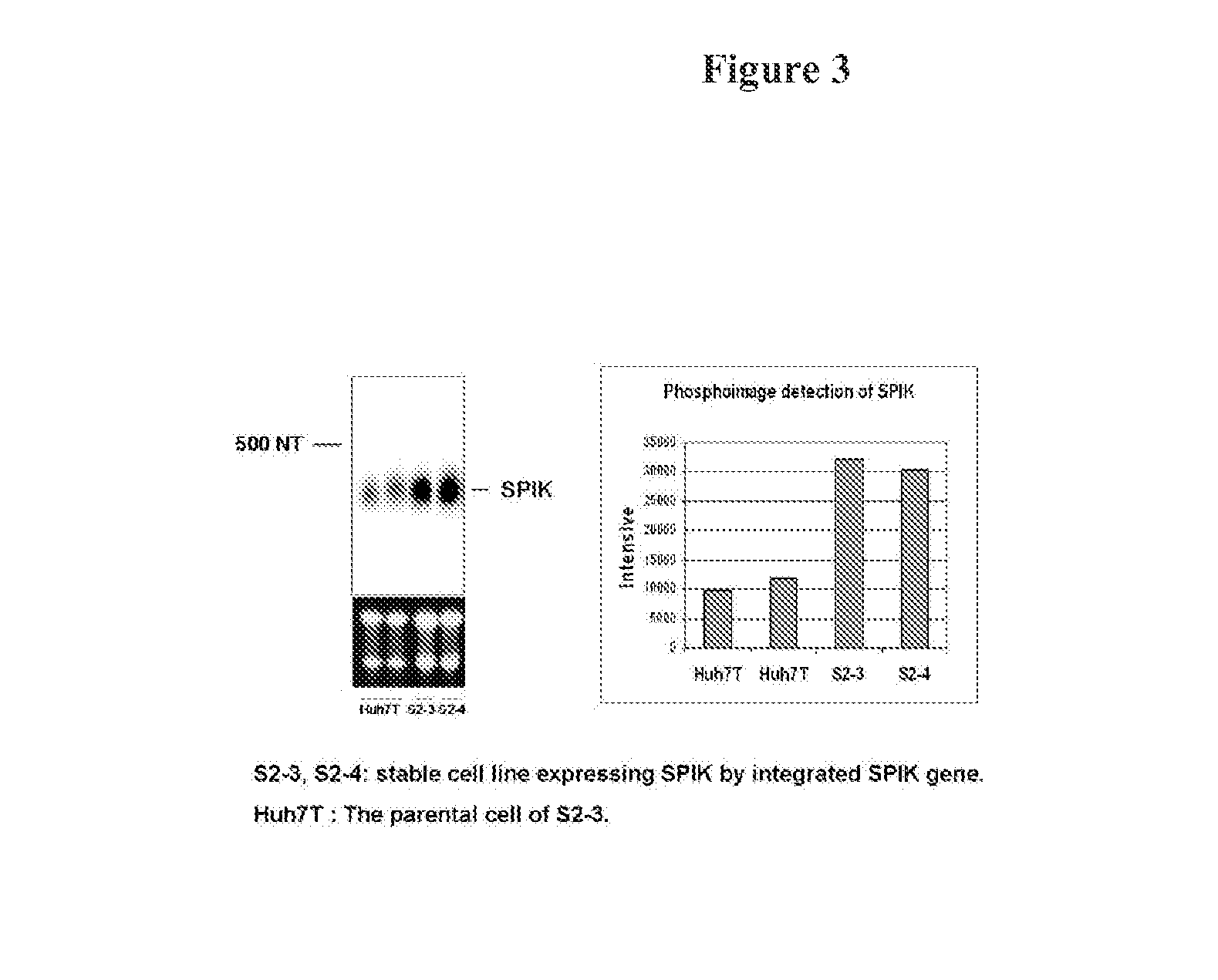 Serine protease inhibitor kazal antibodies