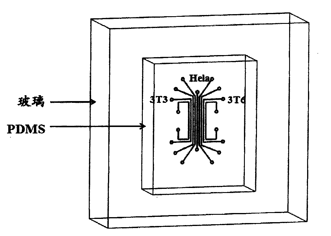 Device for controlling the interaction of different kinds of cells, its preparation method and use