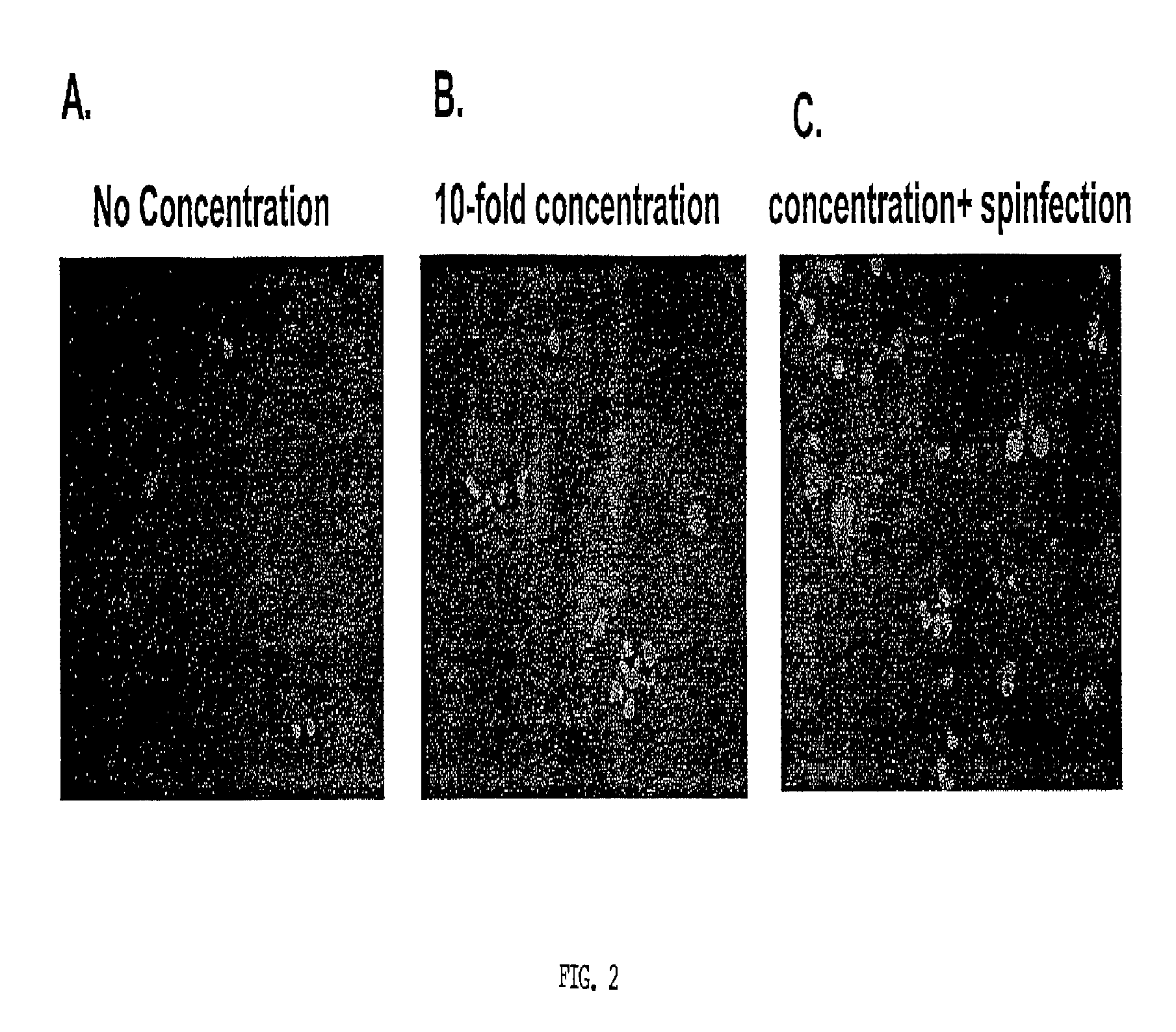 Human monoclonal antibodies and methods for producing the same