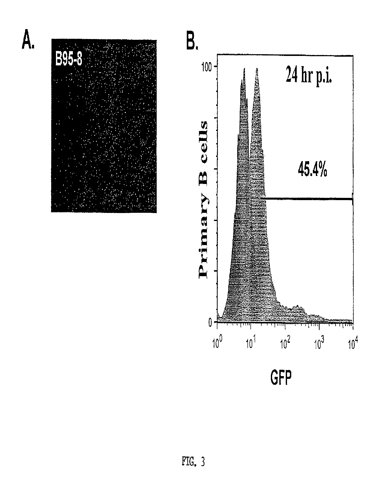 Human monoclonal antibodies and methods for producing the same