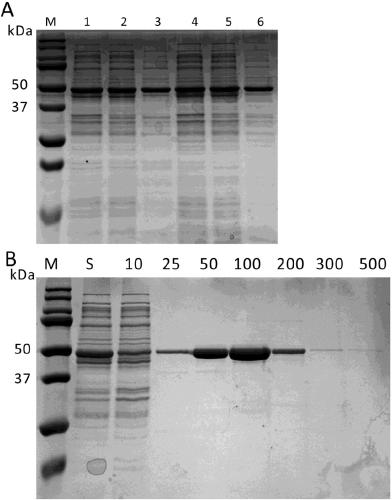 Novel tagatose 6-phosphate 4-locus epimerase and application thereof