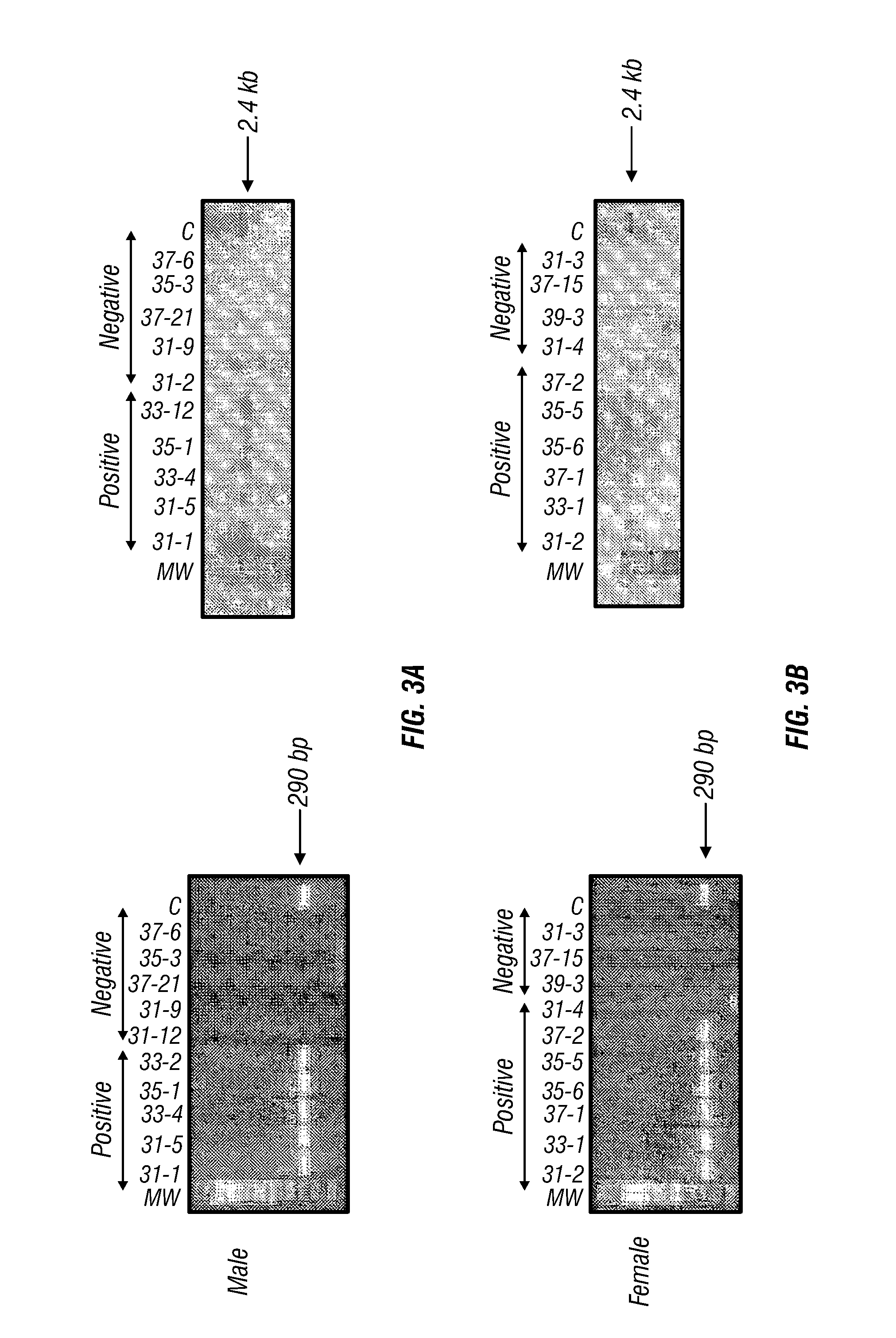 Conditional Mst overexpressing construct and conditional myostatin overexpressing transgenic mouse