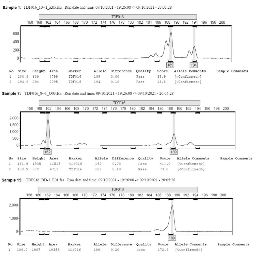 EST-SSR (expressed sequence tag-simple sequence repeat) molecular marker, kit and identification method for identifying mesona chinensis variety