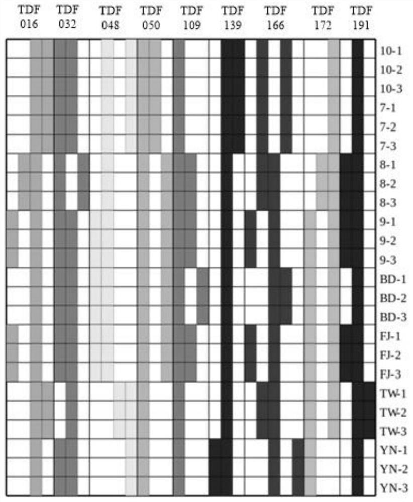 EST-SSR (expressed sequence tag-simple sequence repeat) molecular marker, kit and identification method for identifying mesona chinensis variety