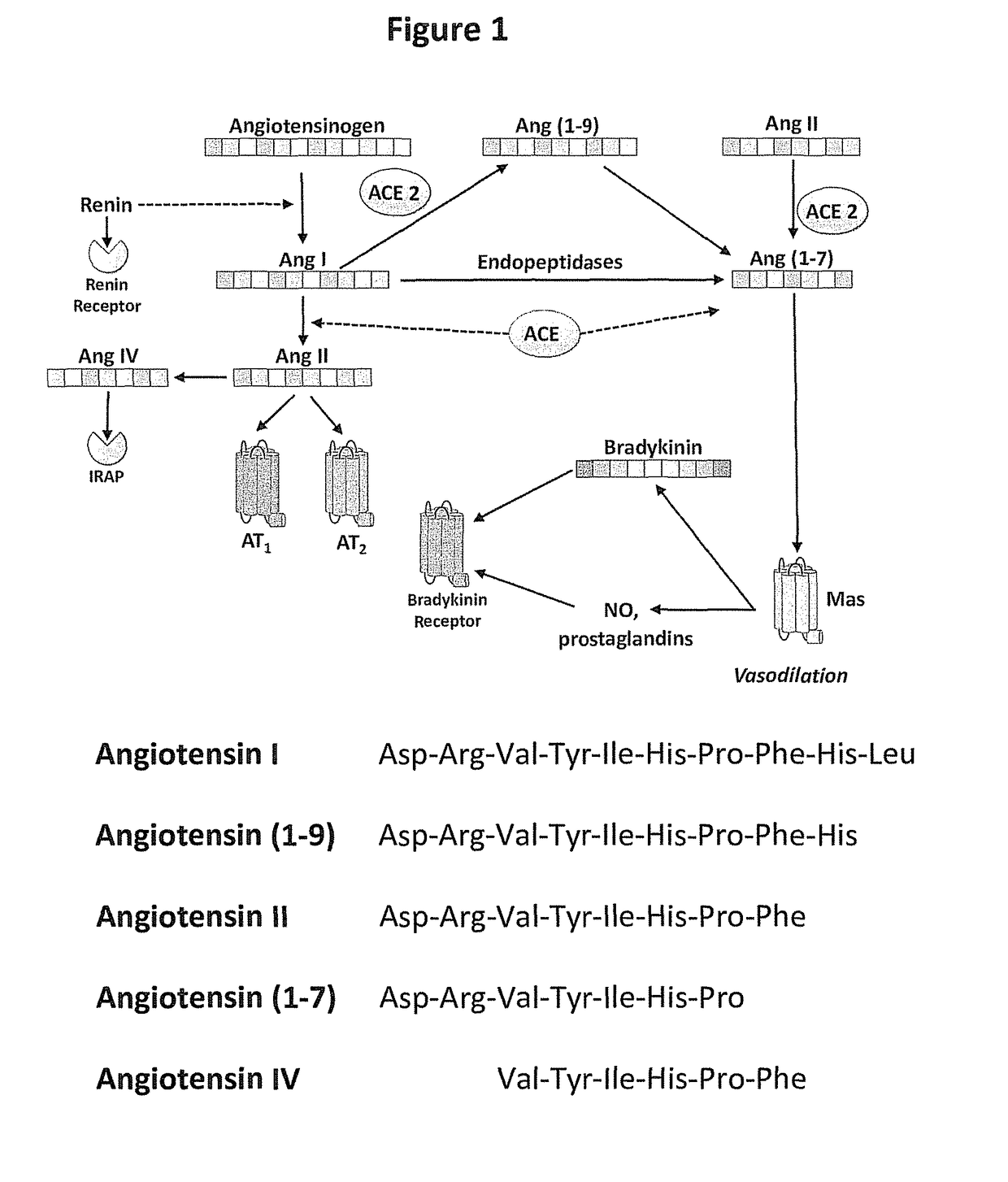 Methods, compounds, and compositions for the treatment of angiotensin-related diseases