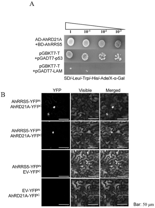 Peanut cysteine protease encoding gene AhRD21A as well as expression vector and application thereof