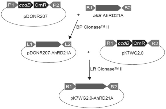 Peanut cysteine protease encoding gene AhRD21A as well as expression vector and application thereof