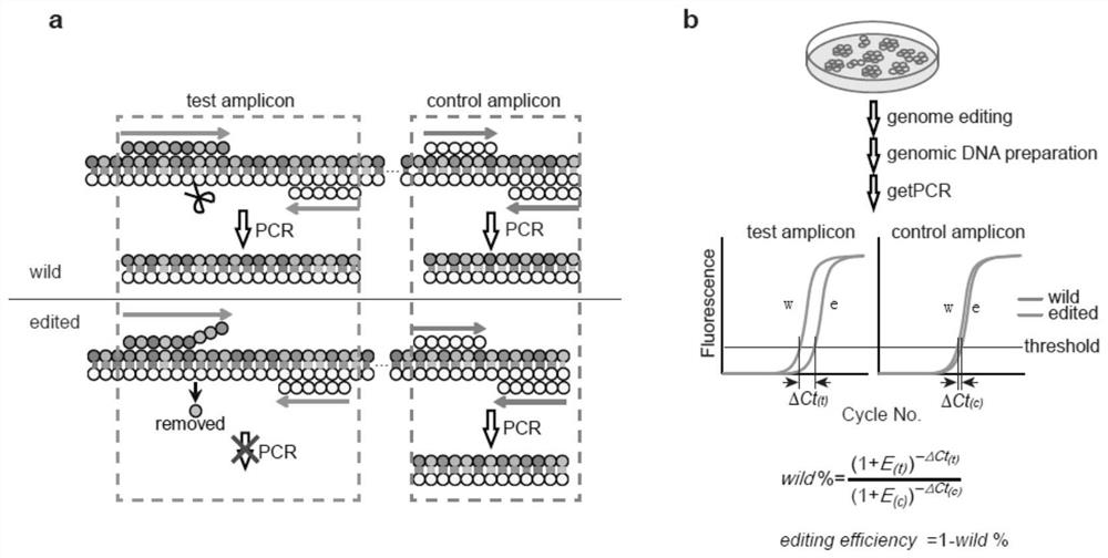 A genome editing detection method, kit and application