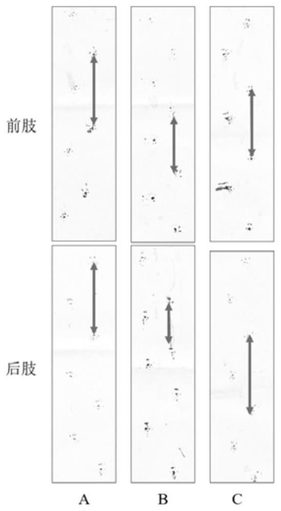 Application of SEW2871 in preparation of medicine for treating muscular dystrophy