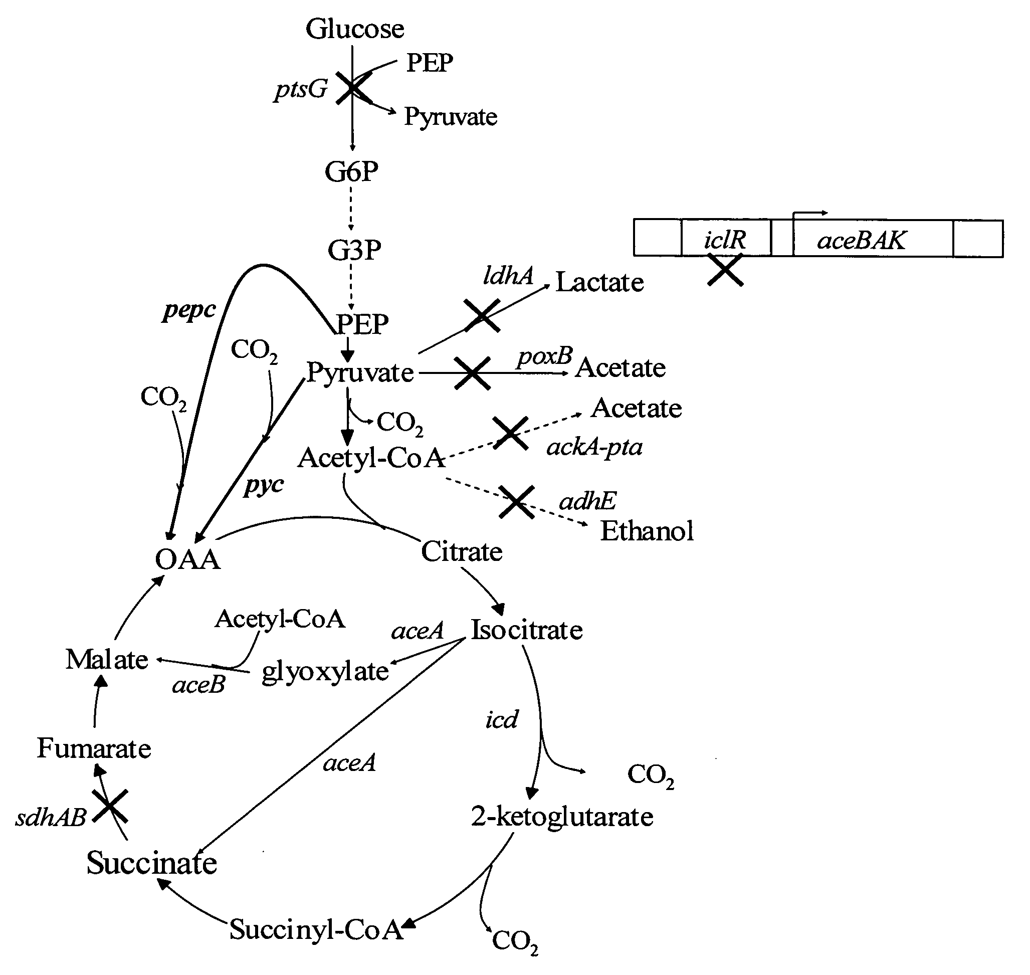 High succinate producing bacteria