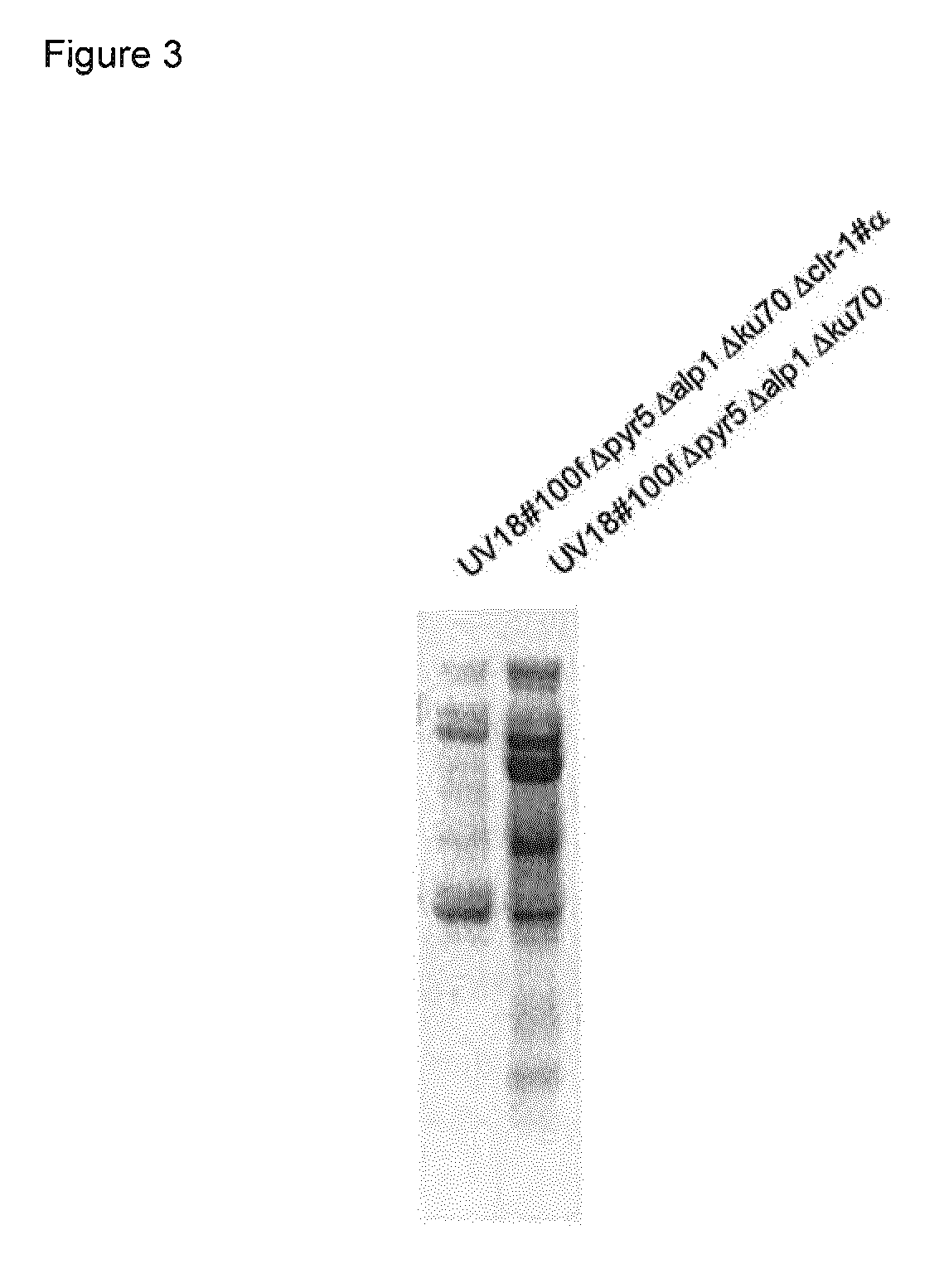 Method of producing proteins in filamentous fungi with decreased clr1 activity