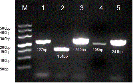 A kind of test kit for blister venereal disease