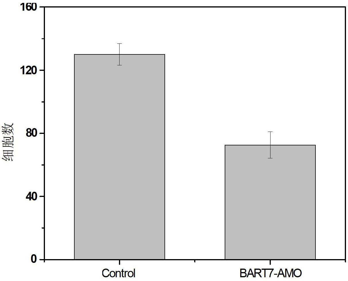 Application of Epstein barr (EB) virus miR-BART7 antisense oligonucleotide in preparing medicine capable of treating nasopharynx cancer