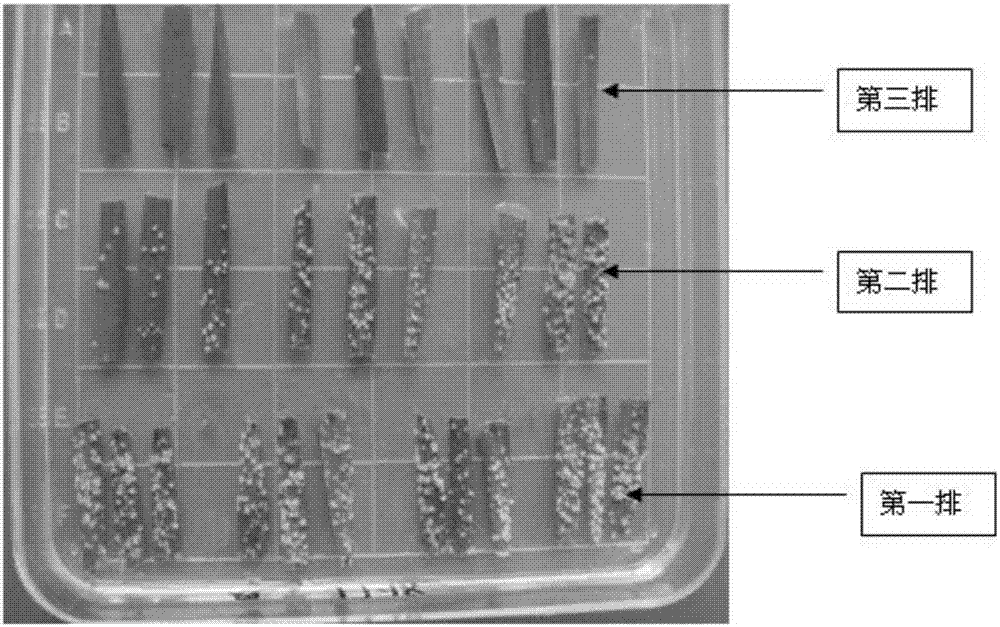 Simple inoculation device for wheat powdery mildew and its application method