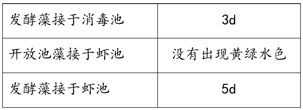 Oocystis algae culture process