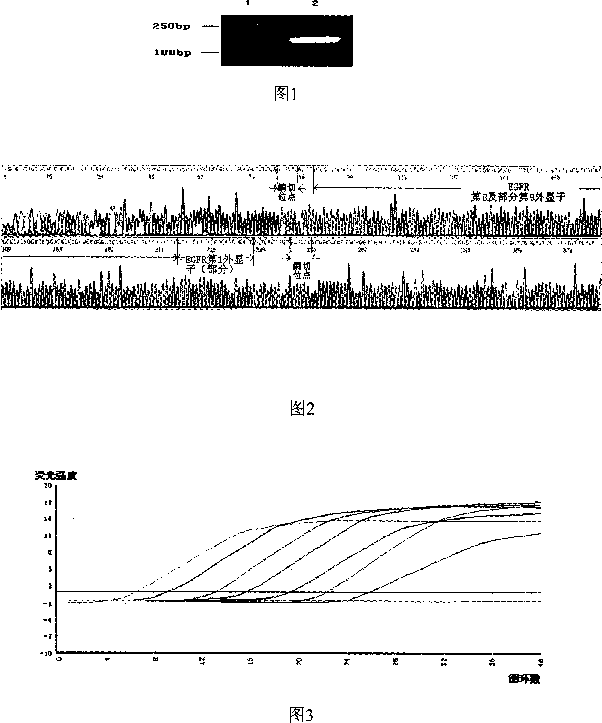 Reagent kit for detecting epidermal growth factor acceptor third type mutant by real-time fluorescence quantitative PCR