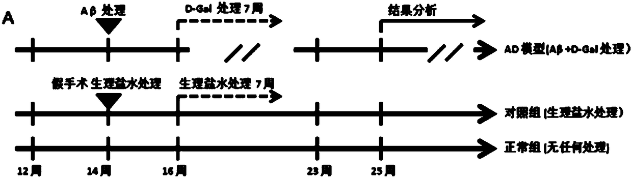 AD model rat hippocampus gene expression difference chart constructed by combining A beta and D-gal as well as determination method and application of AD model rat hippocampus gene expression difference chart