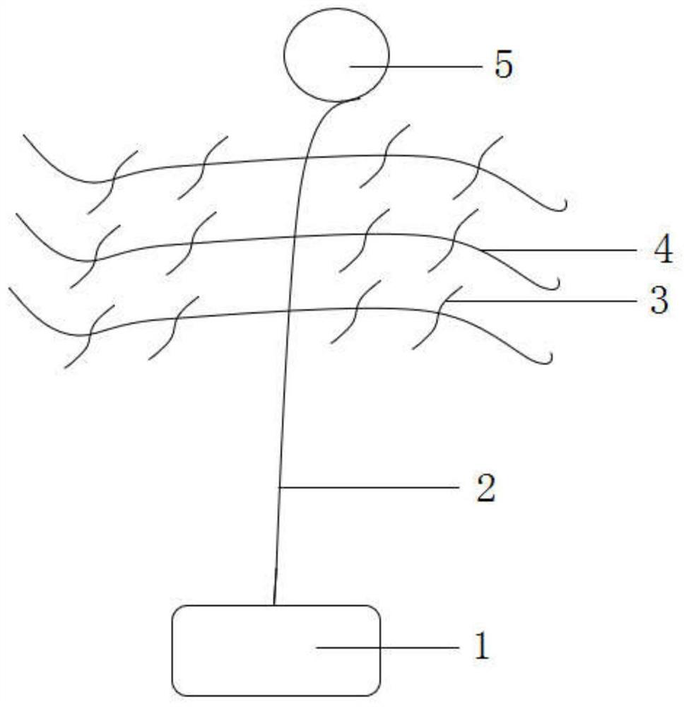 Sebastes fish maintenance method based on sargassum horneri cultivation