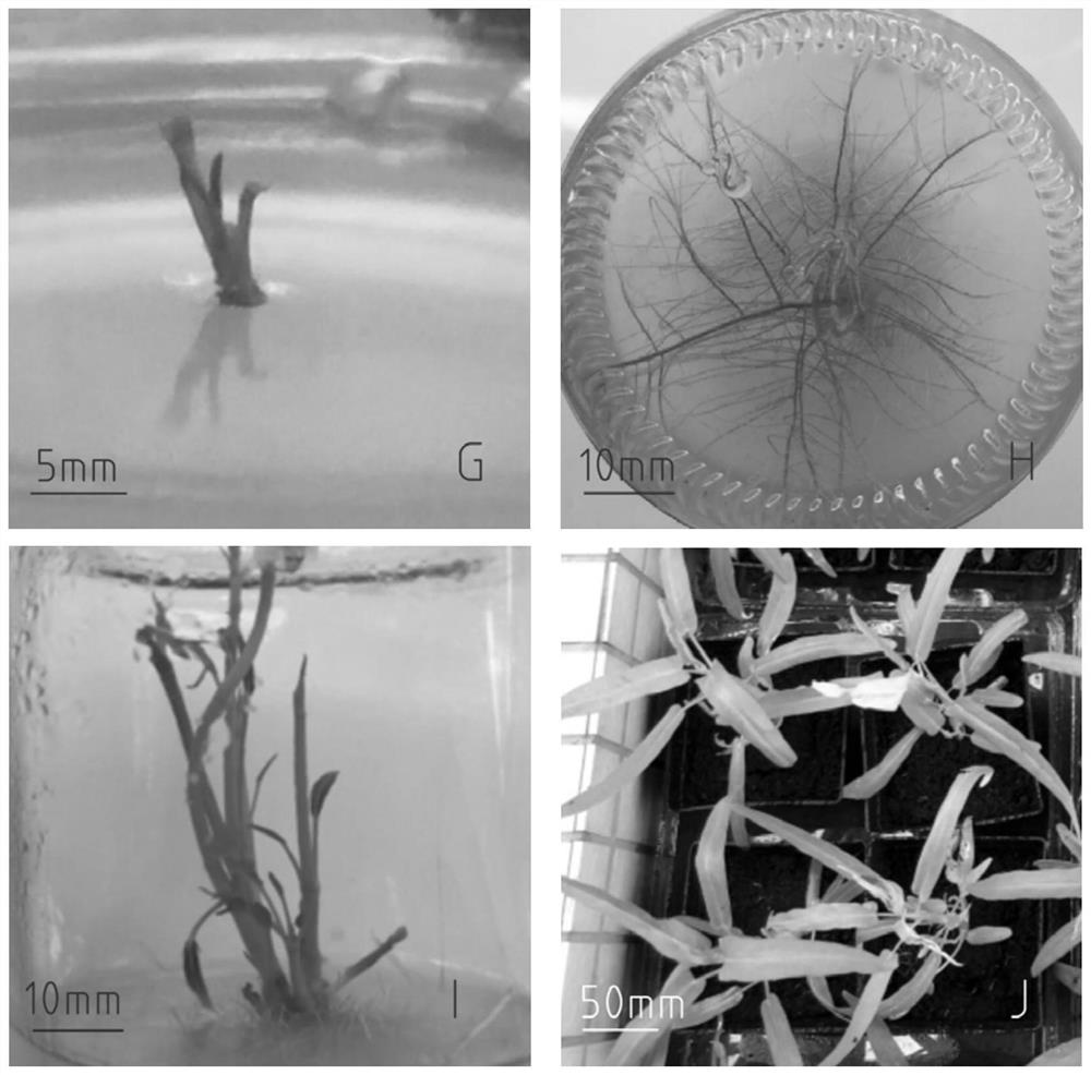 A method for inducing regenerated plants from the first internode of water spinach stalks