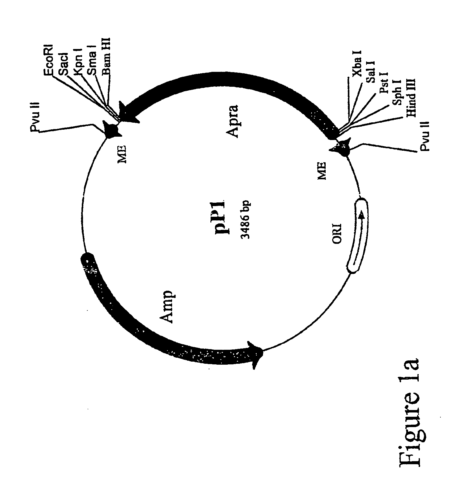 Method for the expression of unknown environmental dna into adapted host cells