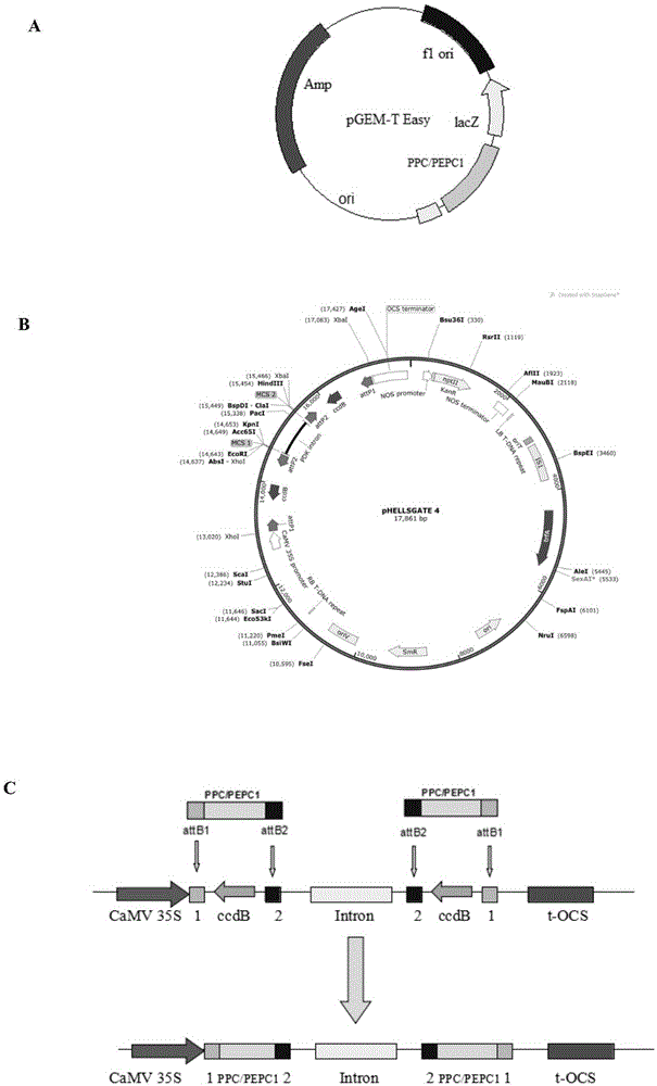 Method of creating high-oil cotton material by using cotton GhPEPC gene