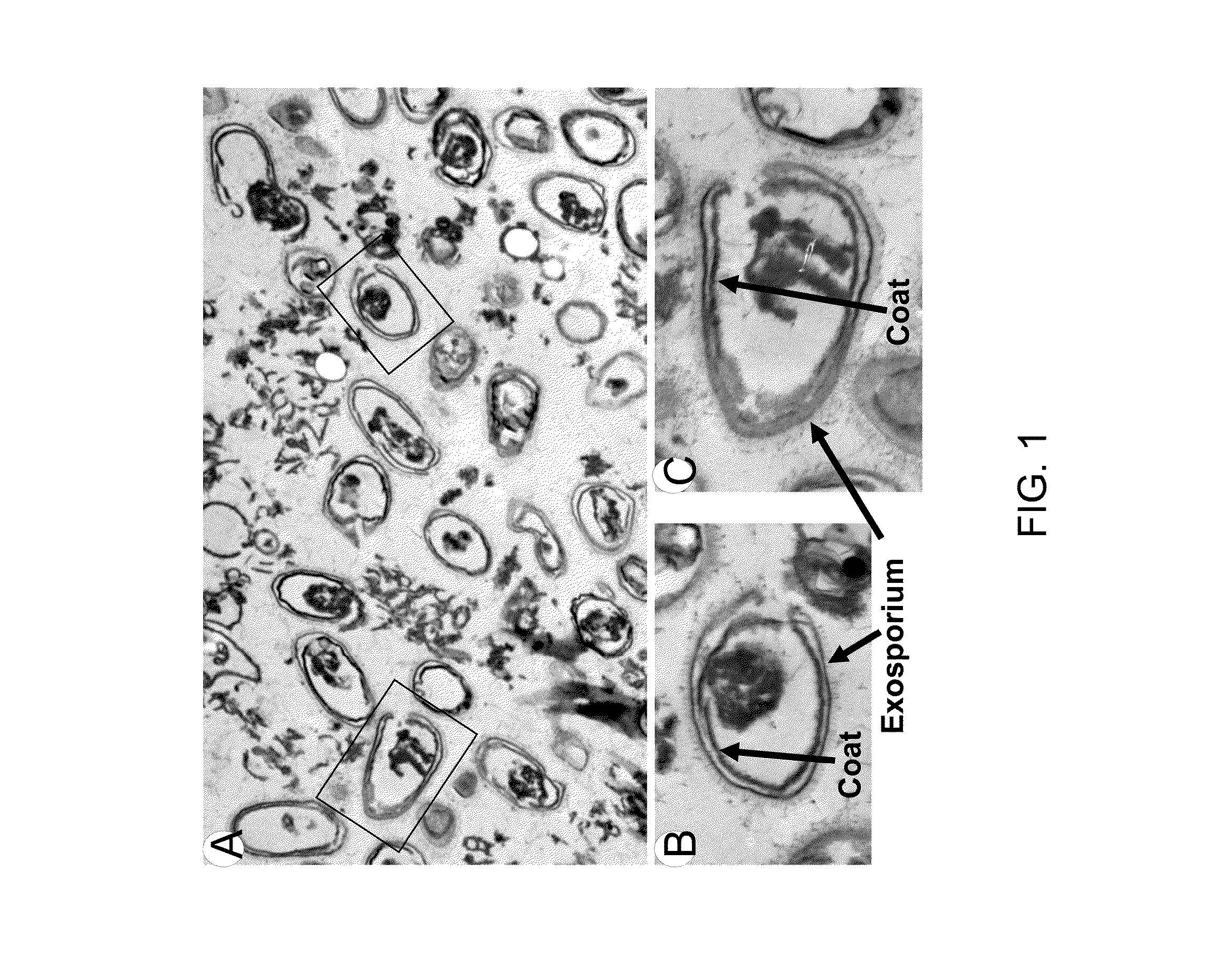 Methods, formulations, and kits for bacterial degradation