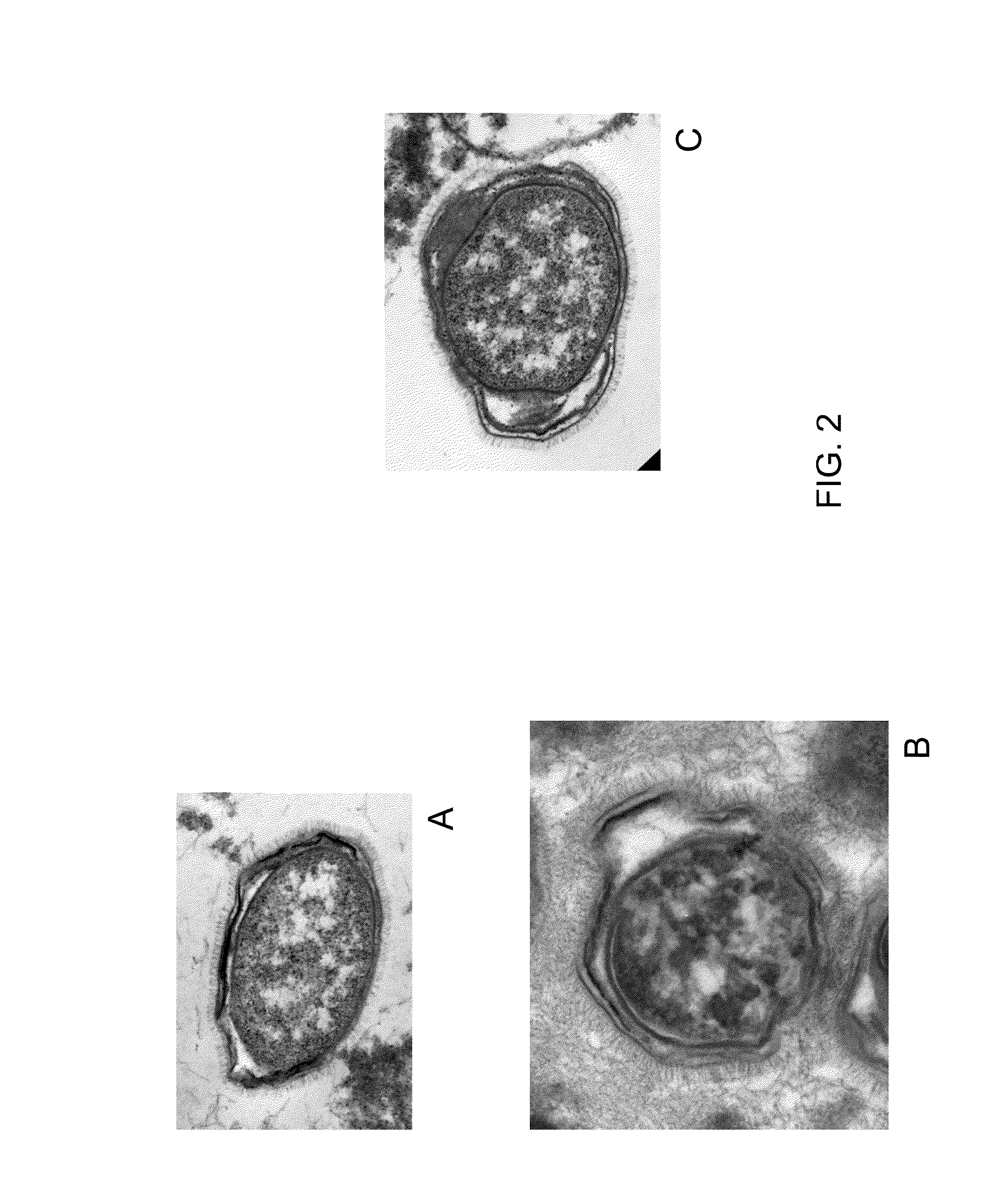 Methods, formulations, and kits for bacterial degradation