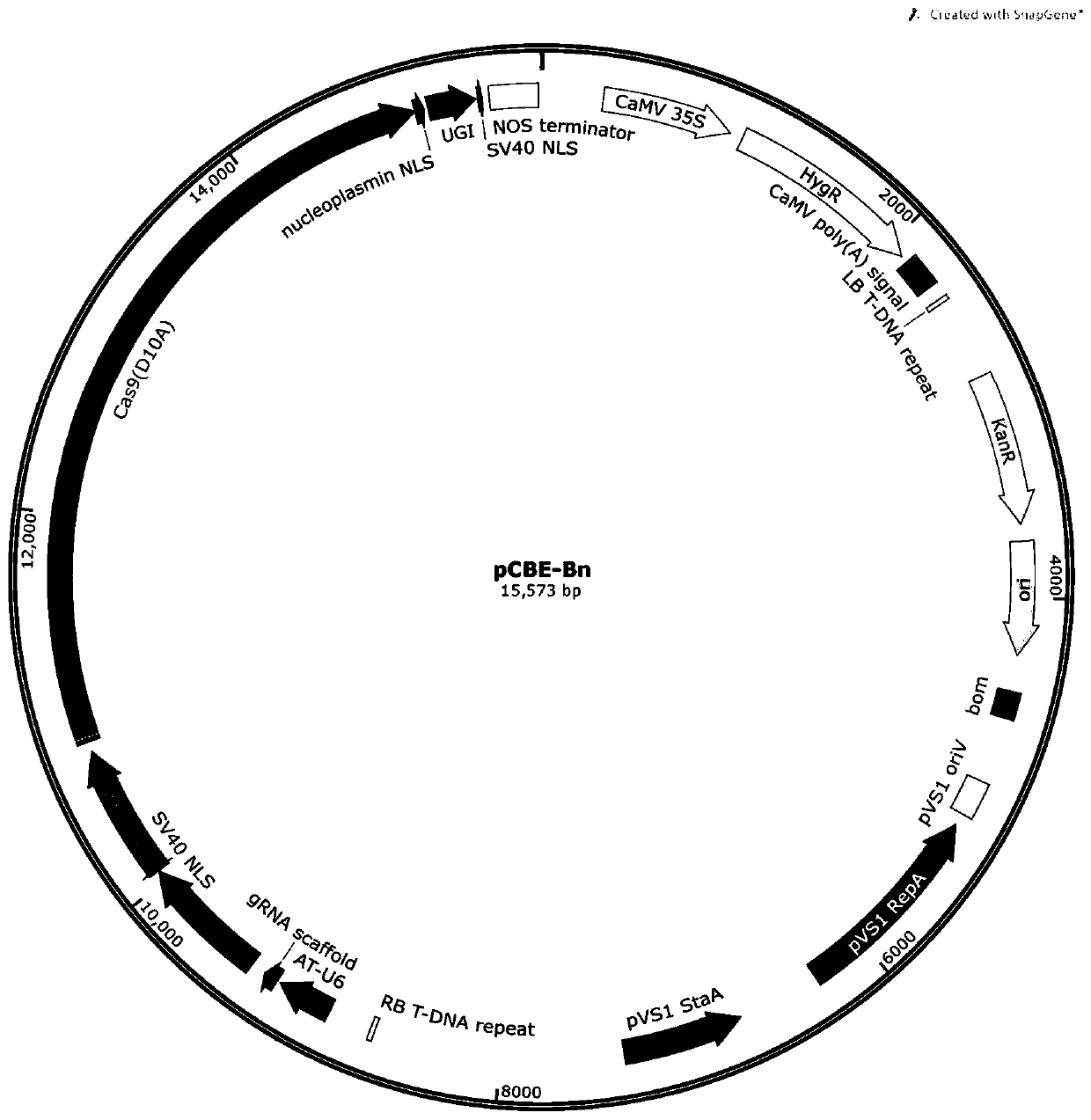 BnALS1 mutant gene and protein based on gene editing and application of BnALS1 mutant gene and protein