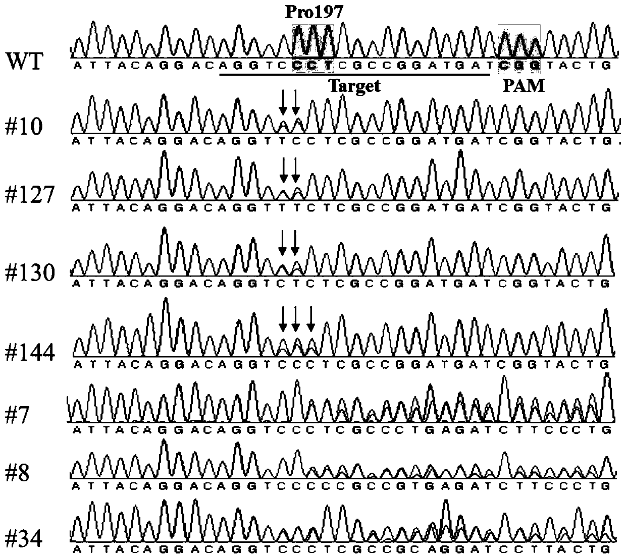 BnALS1 mutant gene and protein based on gene editing and application of BnALS1 mutant gene and protein