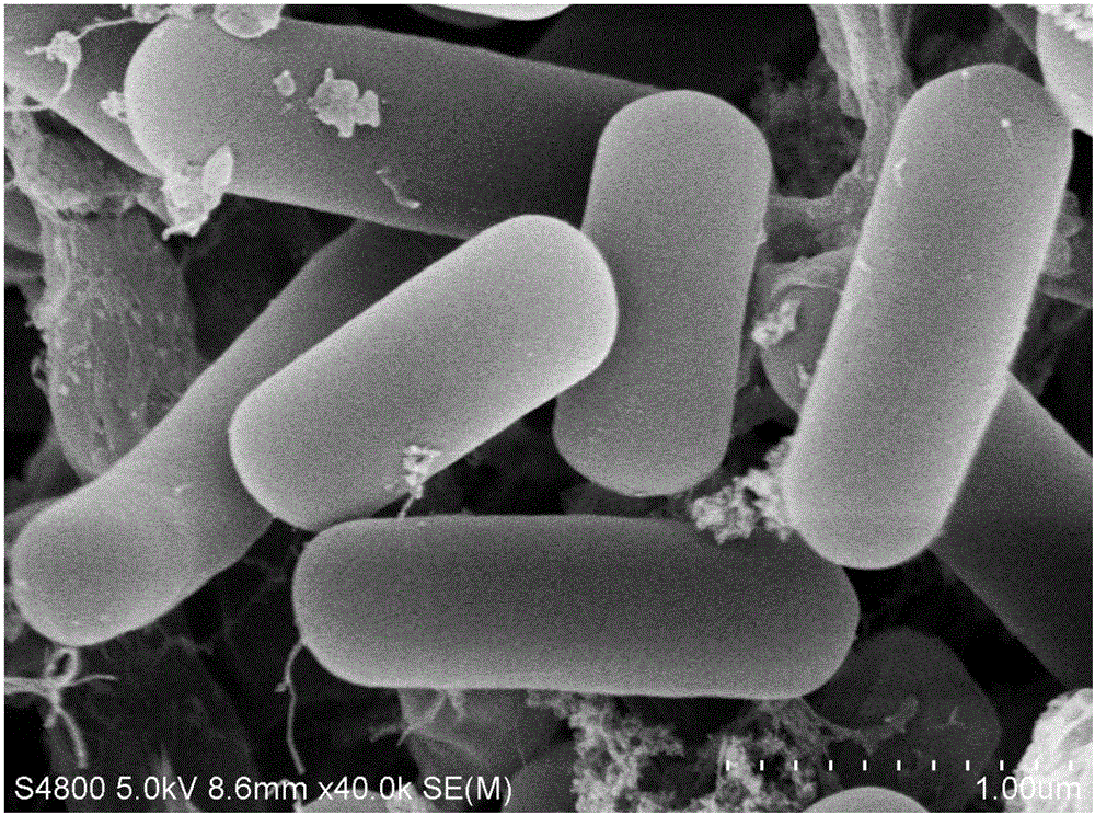 Methylotrophic bacillus strain and application thereof