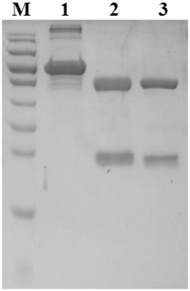 Rabies virus nucleoprotein monoclonal antibody and application thereof