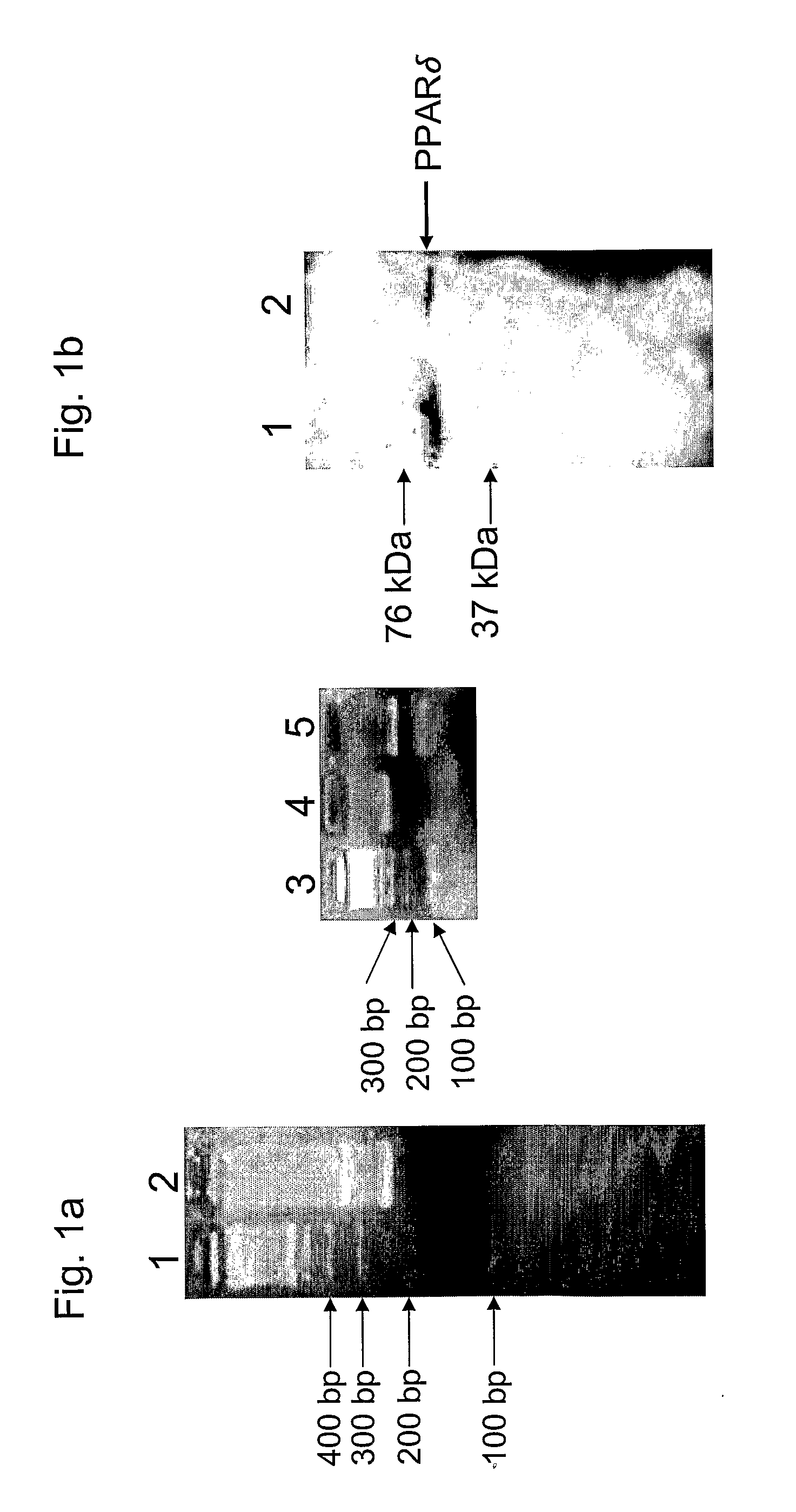 Peroxisome proliferator-activator receptor delta (ppardelta) and the development of preimplantation embryos