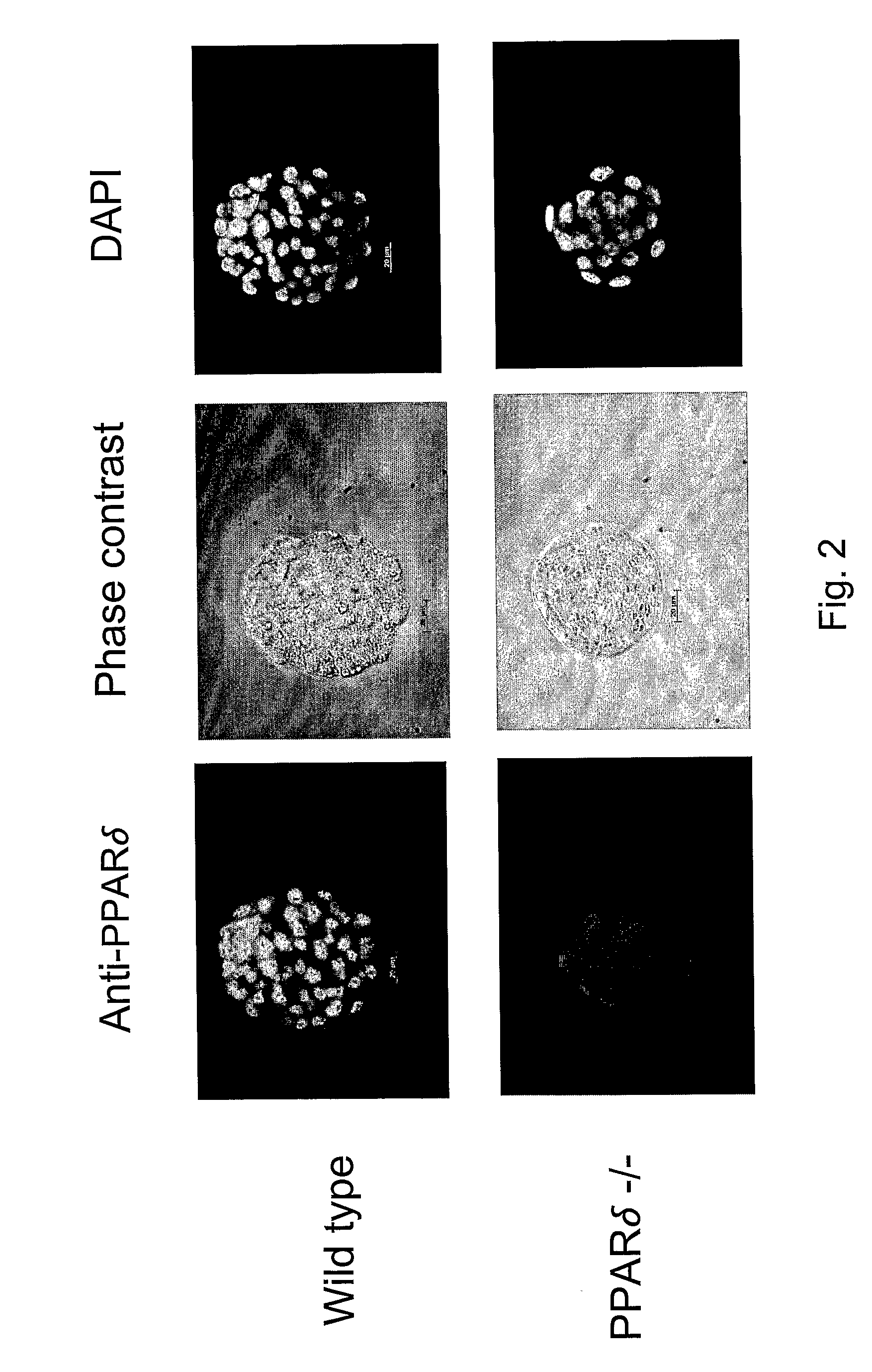 Peroxisome proliferator-activator receptor delta (ppardelta) and the development of preimplantation embryos