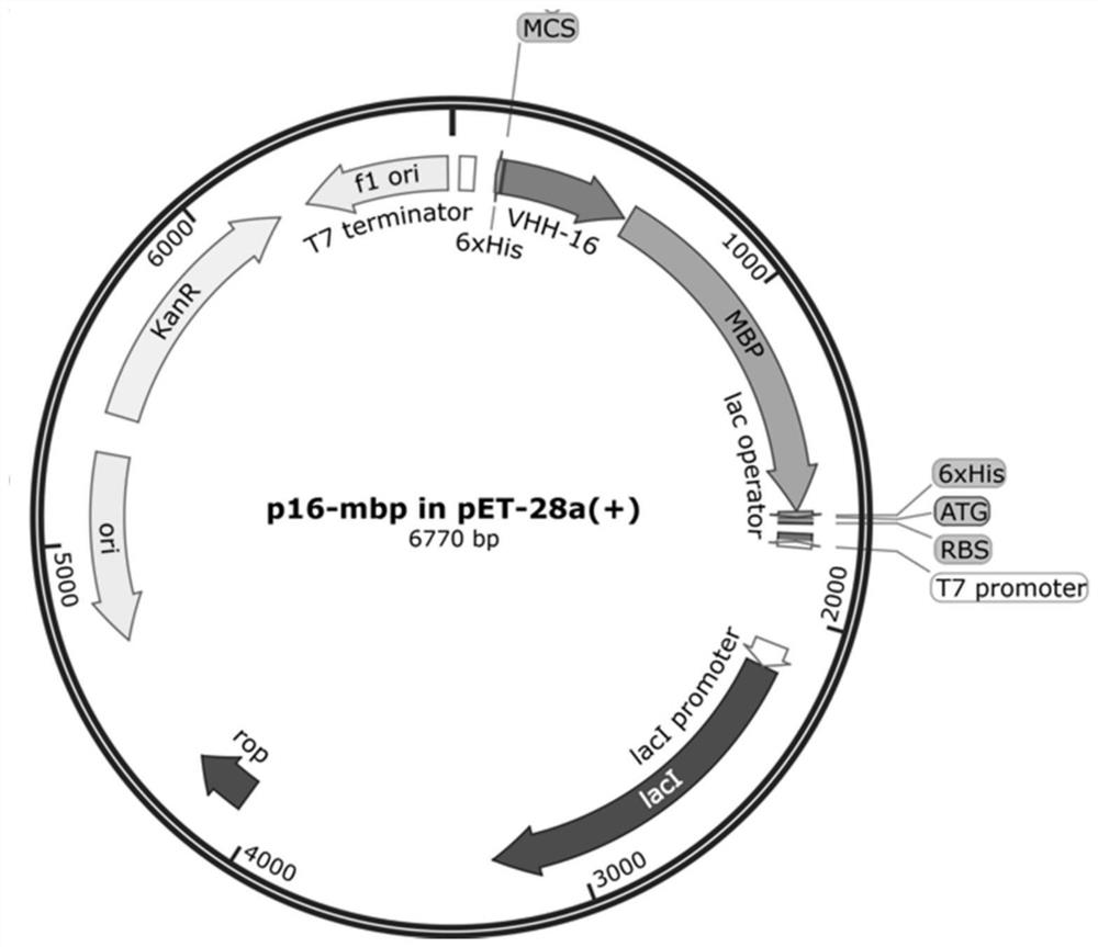 Novel anti-H5 subtype avian influenza virus nanoantibody and application thereof