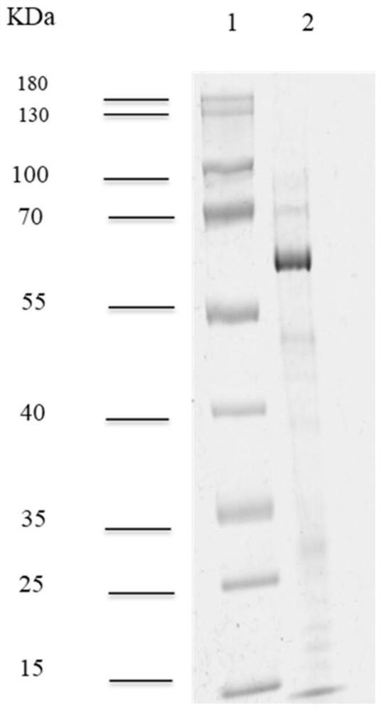 Novel anti-H5 subtype avian influenza virus nanoantibody and application thereof