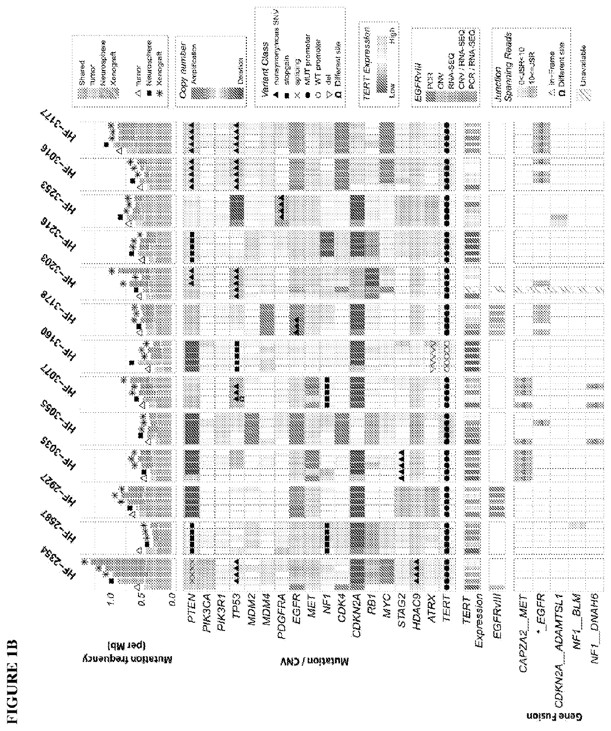 A method of targeting patient-specific oncogenes in extrachromosomal DNA to treat glioblastoma