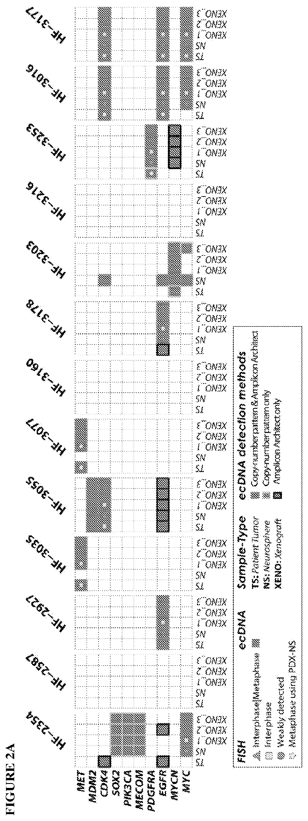 A method of targeting patient-specific oncogenes in extrachromosomal DNA to treat glioblastoma