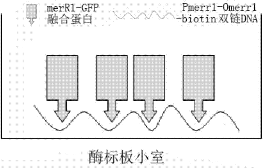 Detection method and detection device for mercury ions