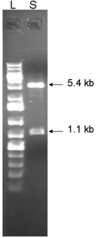 Detection method and detection device for mercury ions