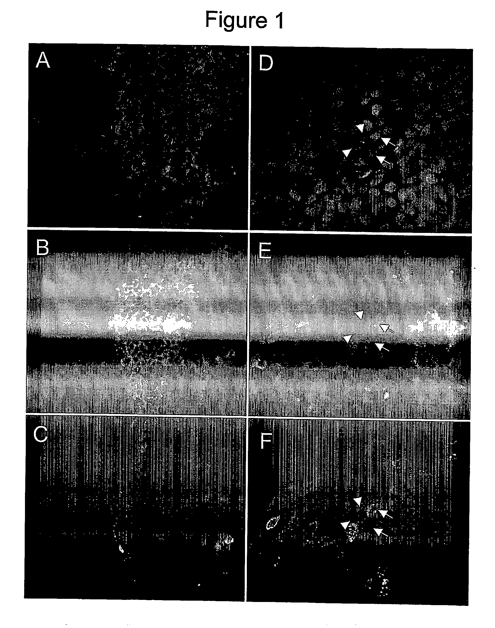 Compositions and methods for the control, differentiaton and/or manipulation of pluripotent cells through a gamma-secretase signaling pathway