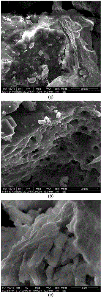 Nutrient source immobilized sulfate reducing bacterium globules as well as preparation method and application thereof