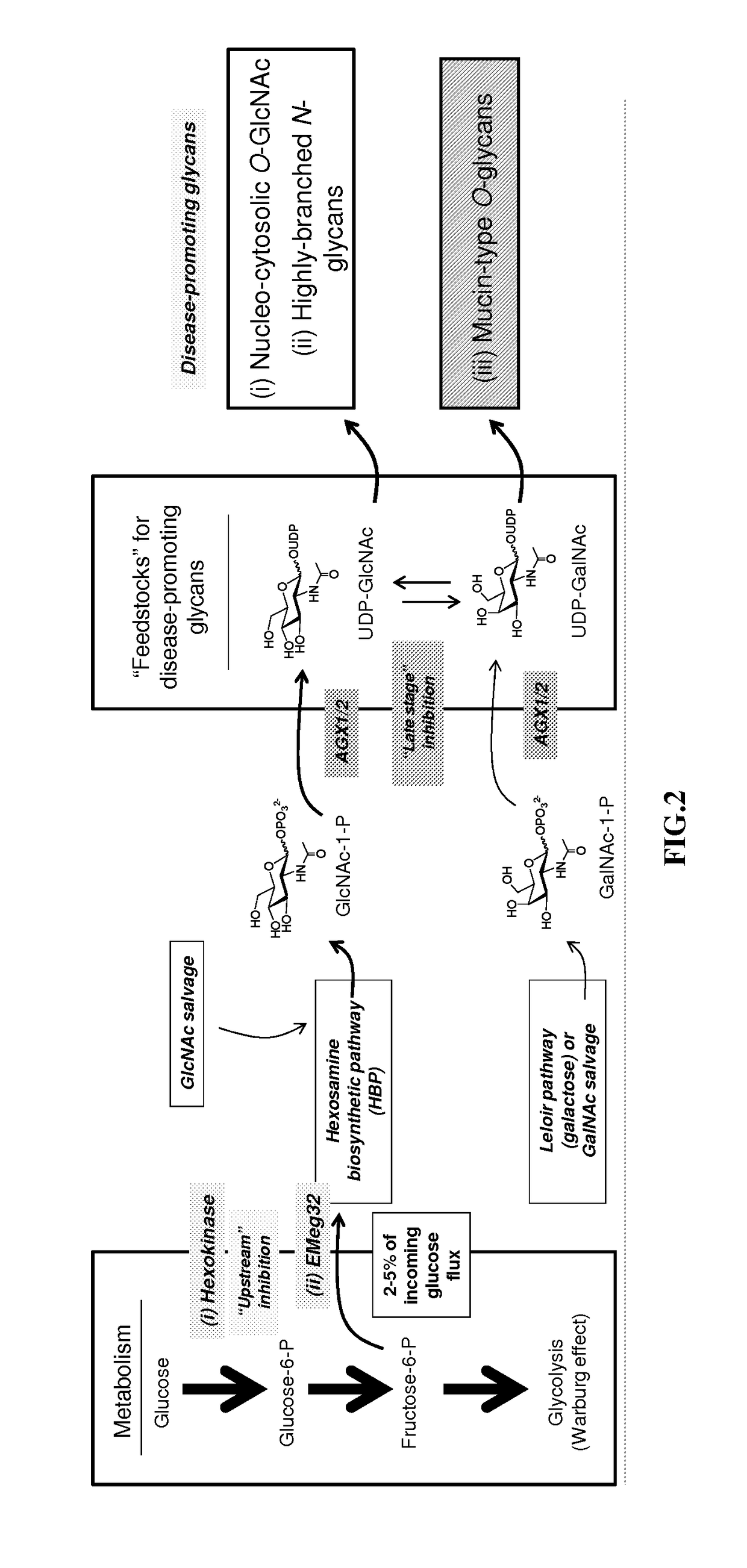 Use of uap inhibitors to inhibit flux through the hexosamine biosynthetic pathway