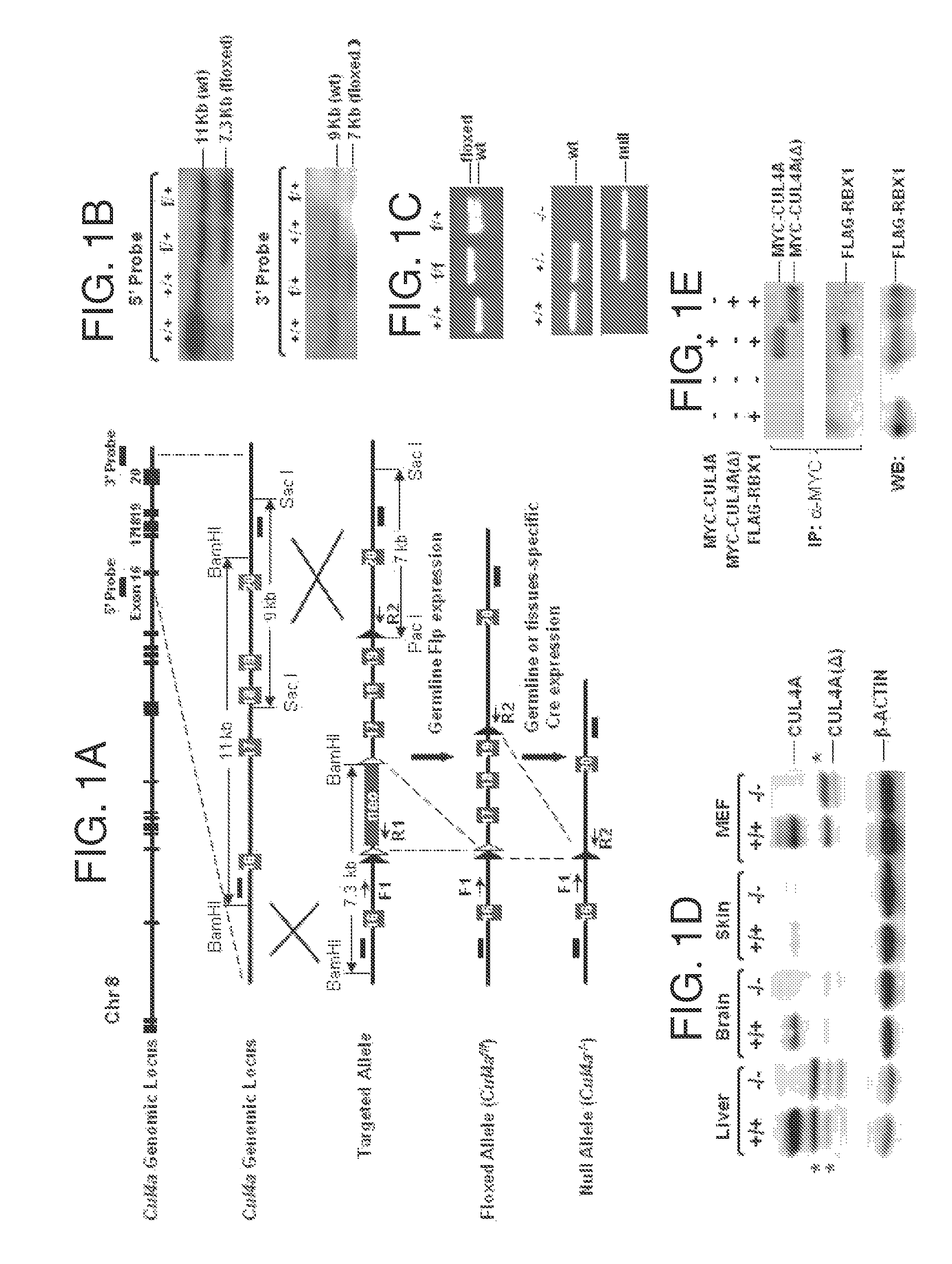 Substances and compositions for enhancing DNA repair and methods of use