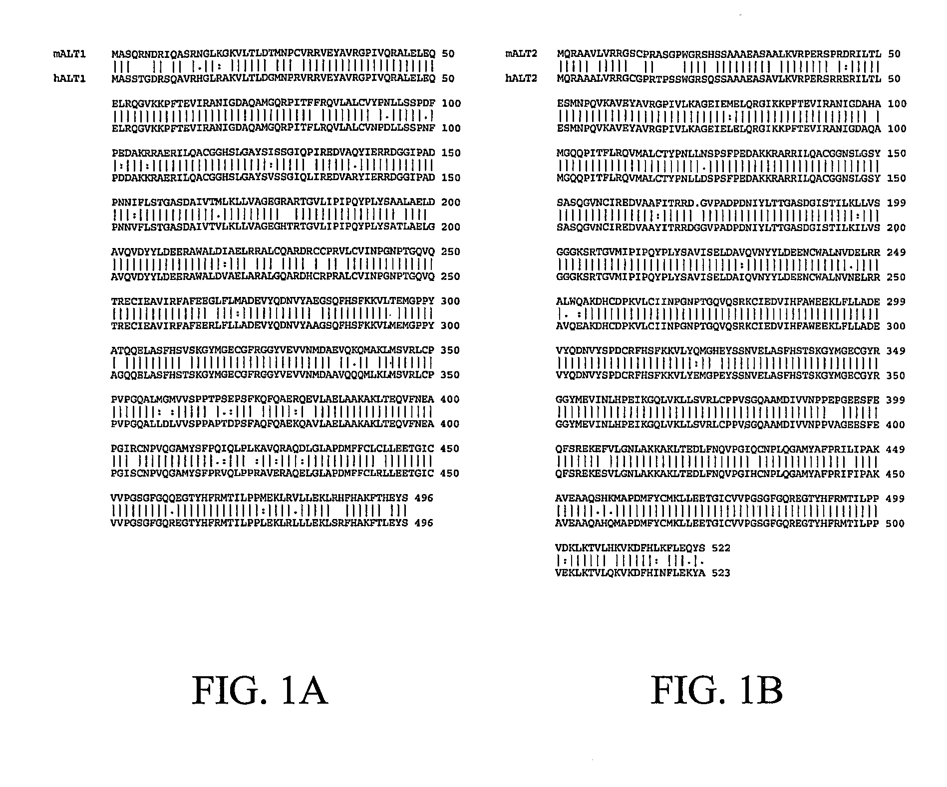 Alanine transaminase enzymes and methods of use