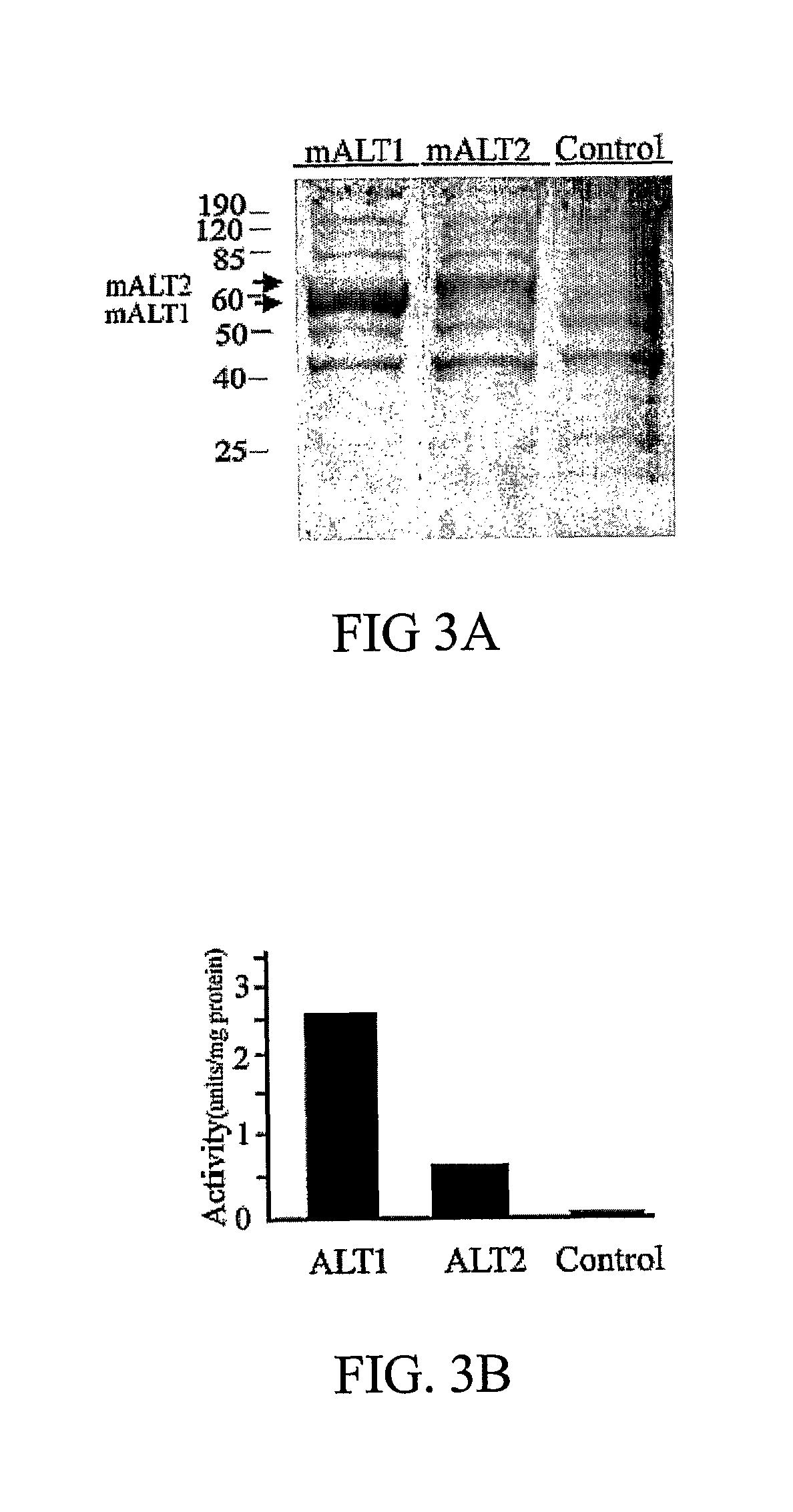 Alanine transaminase enzymes and methods of use