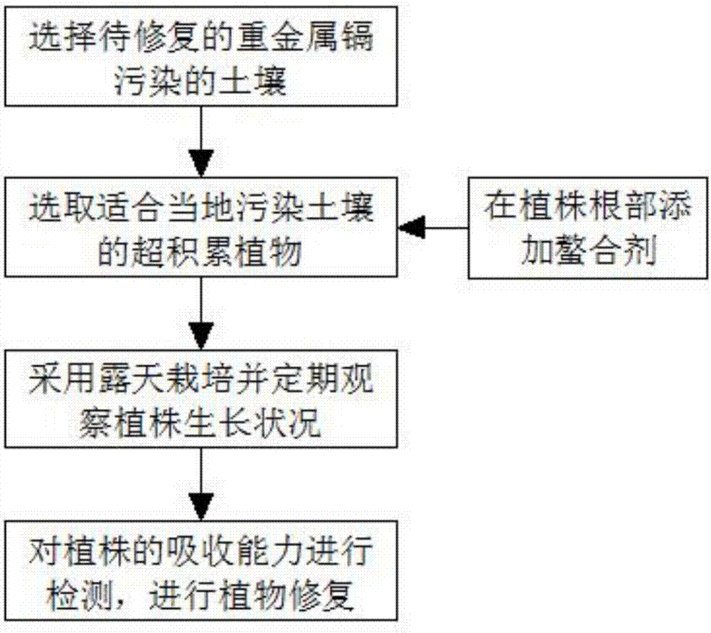 Phytoextraction repairing method for heavy metal cadmium contaminated calcicolous farmland soil