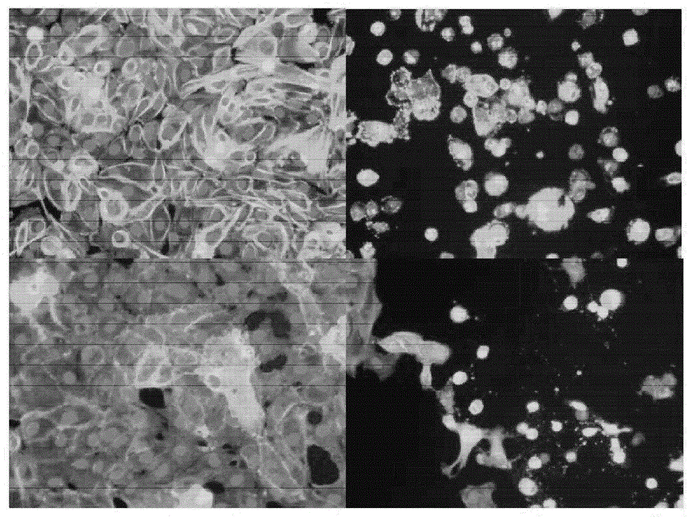 In vitro assay for predicting renal proximal tubular cell toxicity