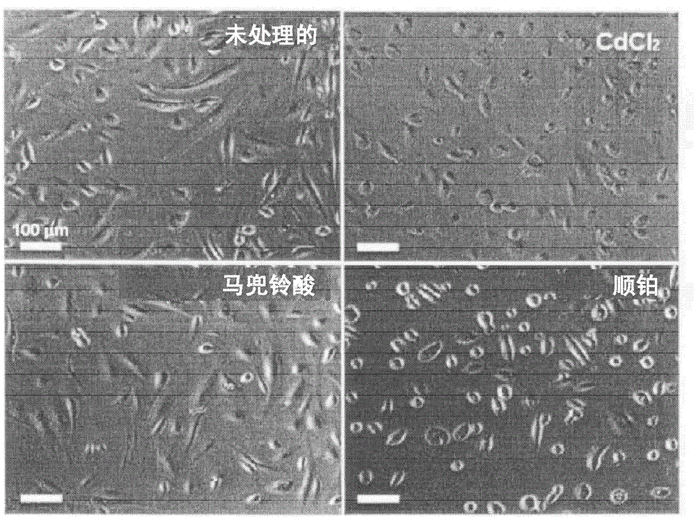 In vitro assay for predicting renal proximal tubular cell toxicity