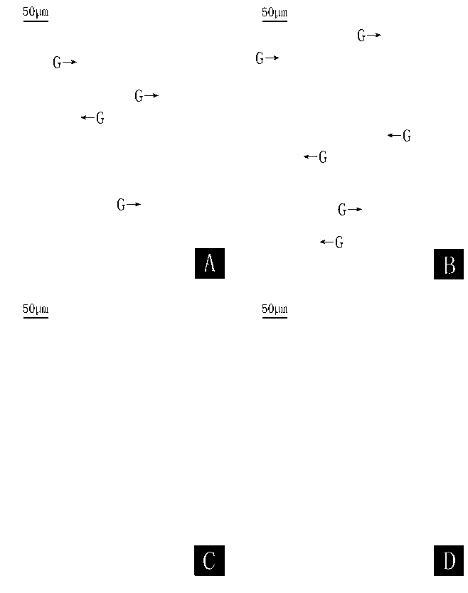 Monoclonal antibody of anti-blue crab particle hemocyte 26.7kDa protein, and preparation method thereof