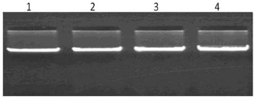 The method and application of detection of single nucleotide polymorphism of sheep pcnp gene by pcr-rflp